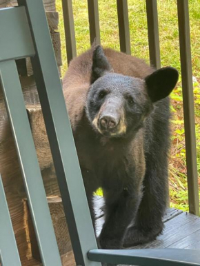 Bears Among Us